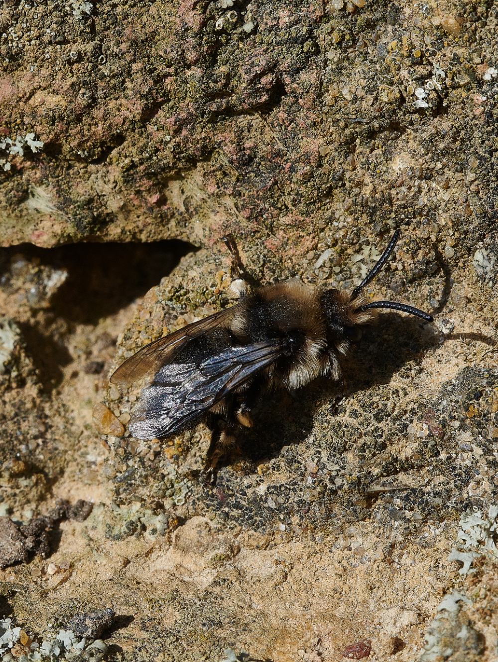 WeybourneMiningBee230421-1