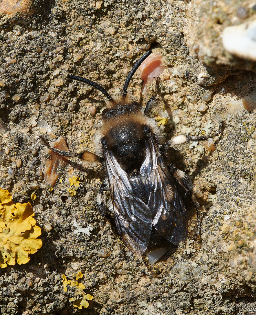 WeybourneMiningBee230421-2 1