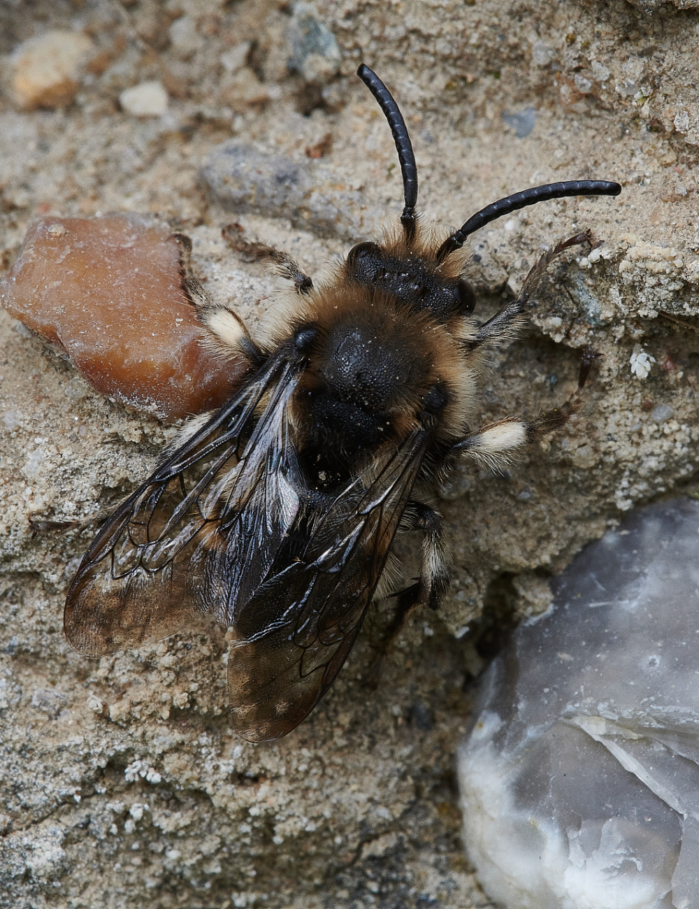 WeybourneMourningBee110421-1