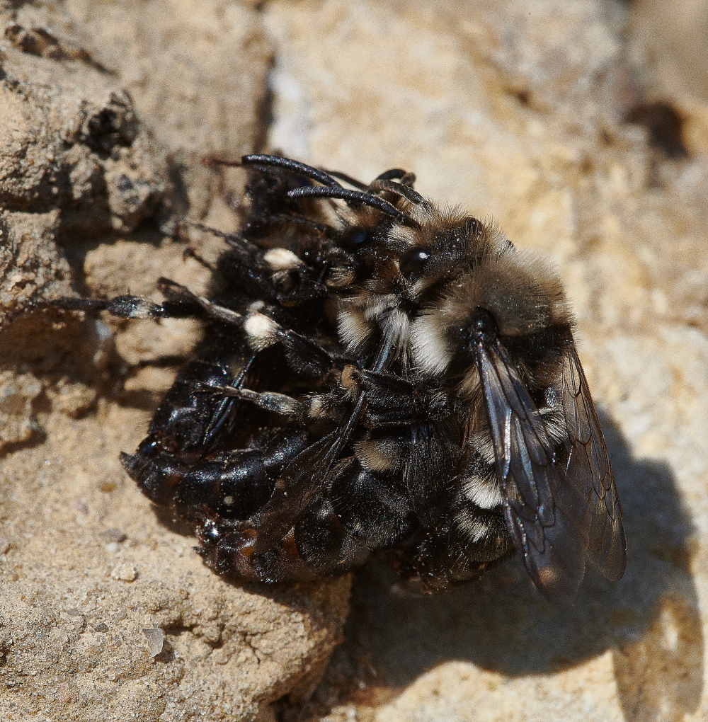 WeybourneMourningBee160421-13