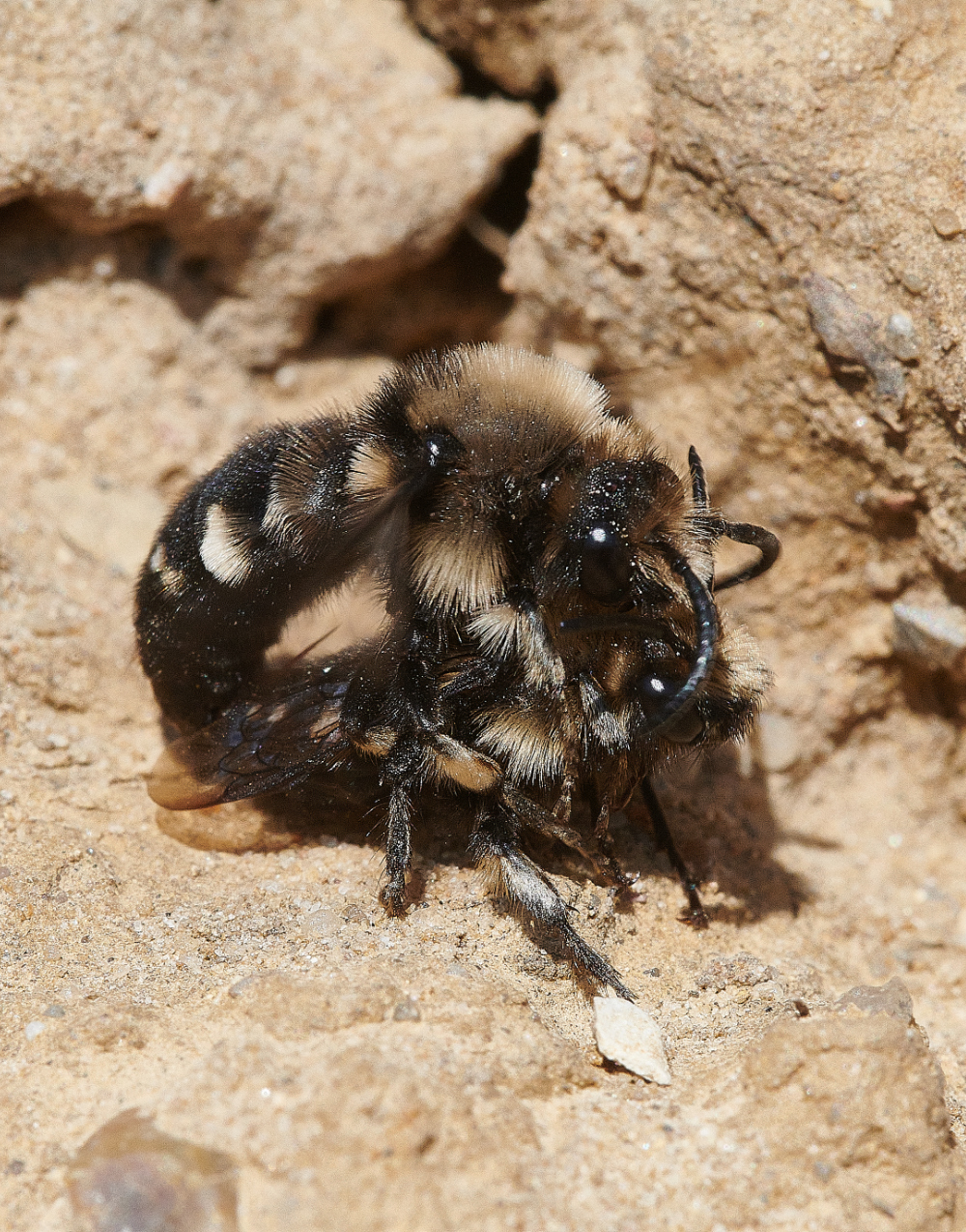 WeybourneMourningBee160421-4