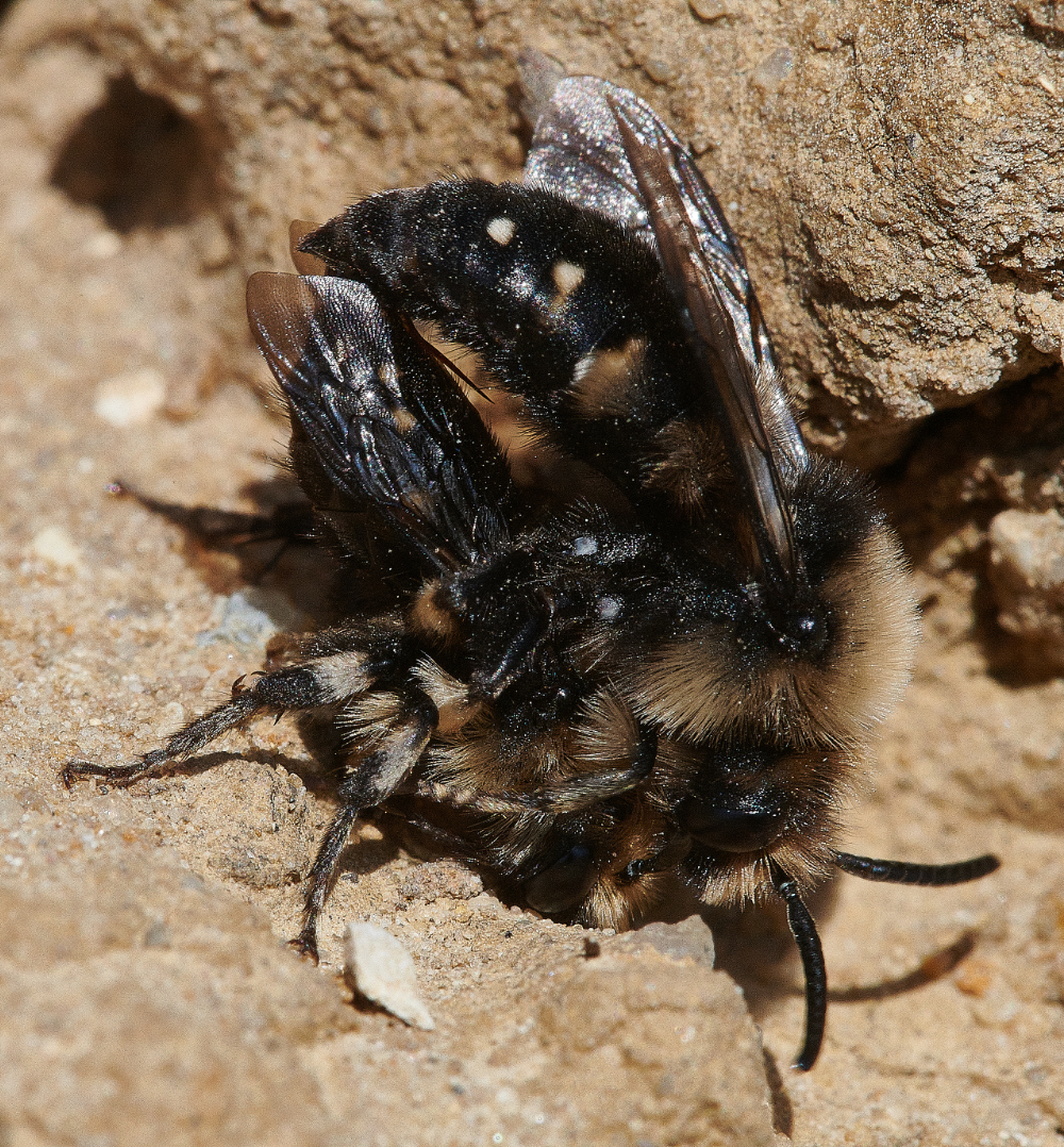 WeybourneMourningBee160421-6