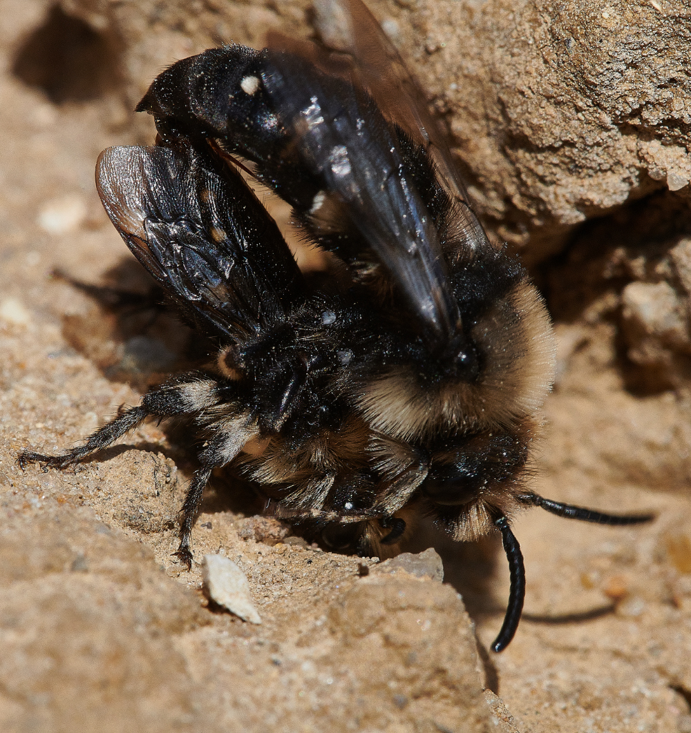 WeybourneMourningBee160421-7