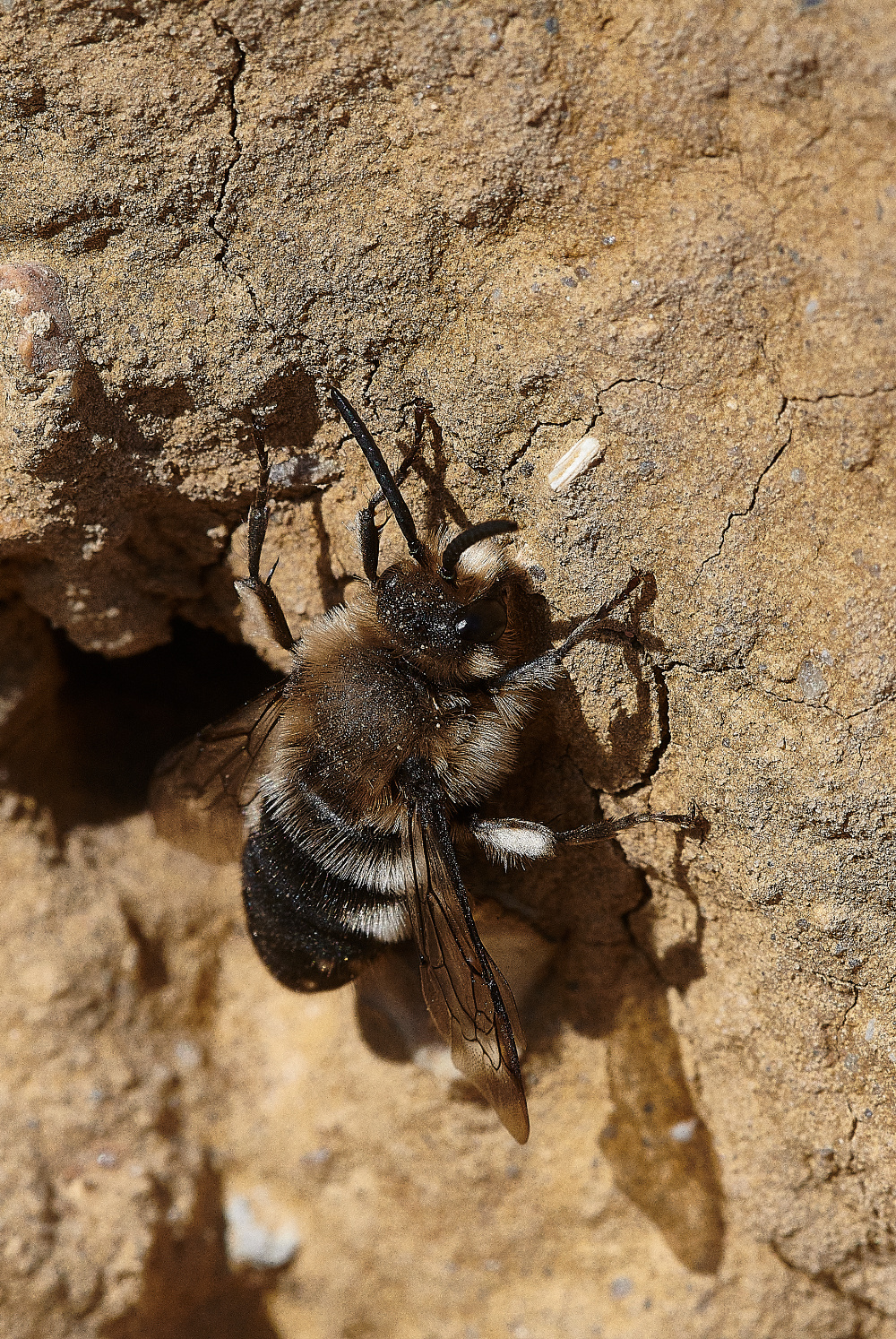 WeybourneMourningBee160421-8