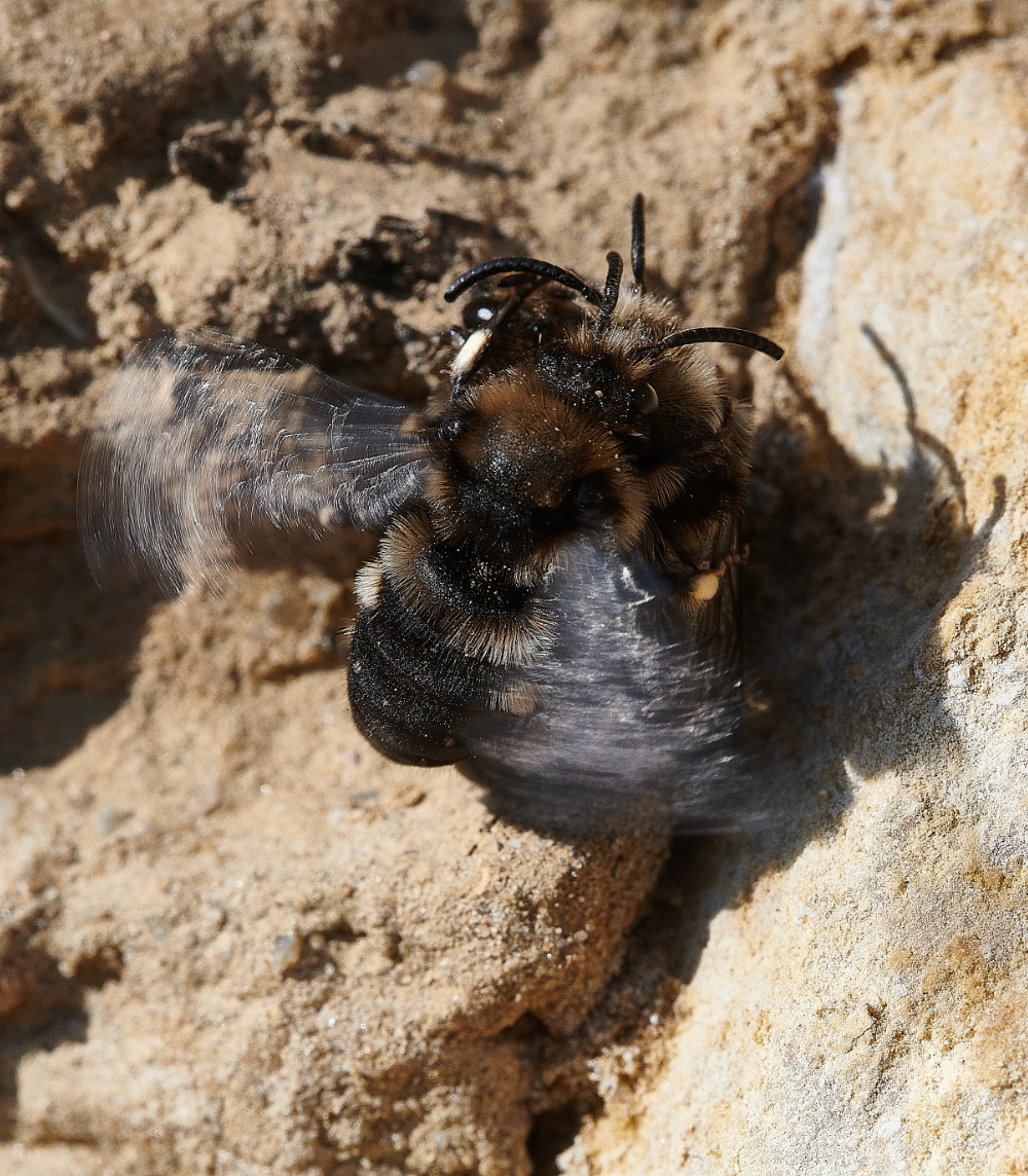 WeybourneMourningBee160421-9