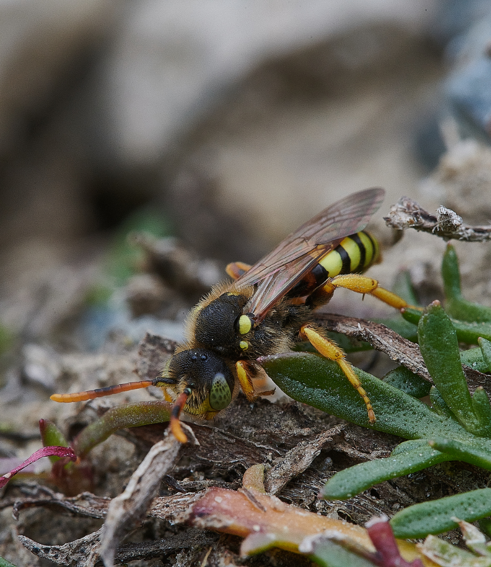 WeybournePaintedNomad090421-7