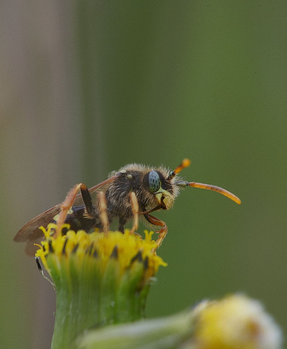 WeybournePaintedNomad090421-8