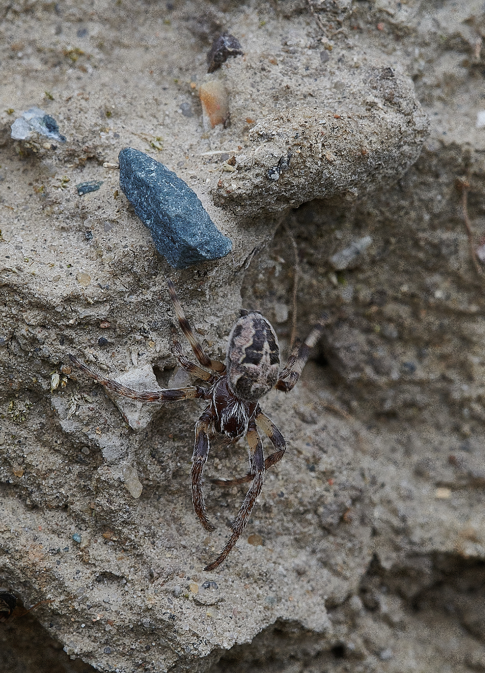 WeybourneSpiderSp090421-1