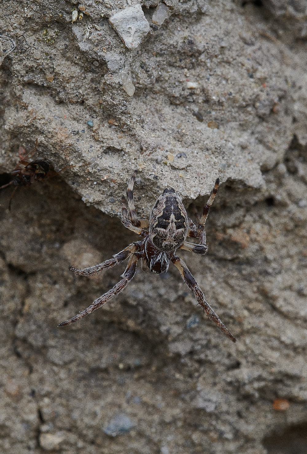 WeybourneSpiderSp090421-2