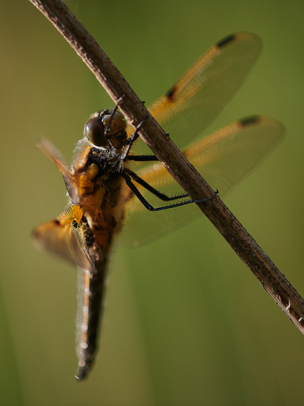 AlderfenBroadChaser010621-1