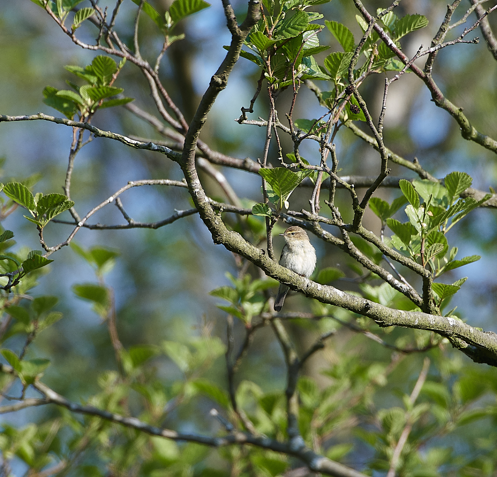 AlderfenBroadChiffChaff010621-2