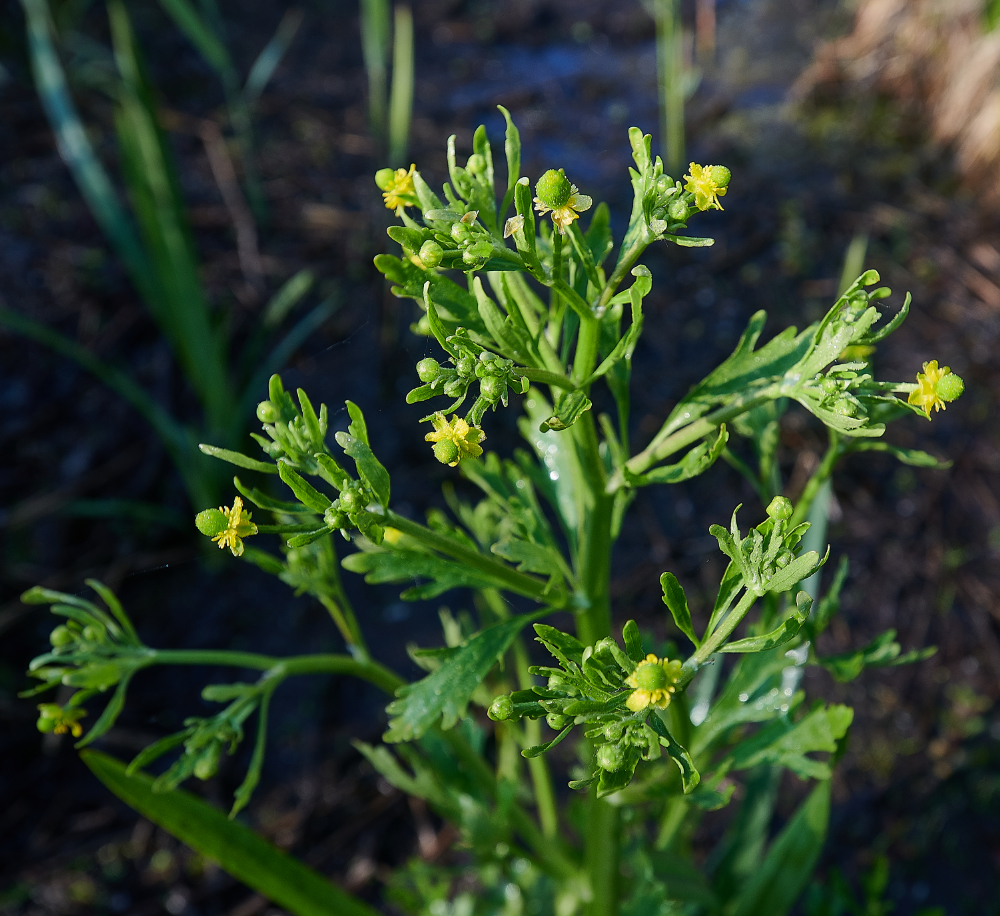 AlderfenBroadCLButtercup010621-1