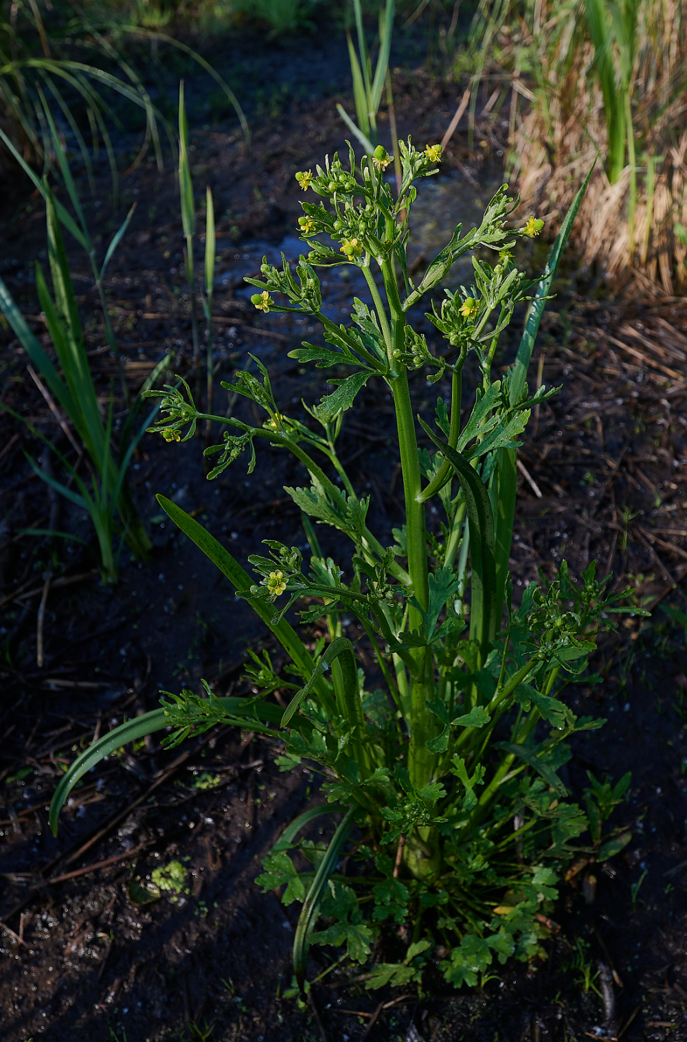 AlderfenBroadCLButtercup010621-2