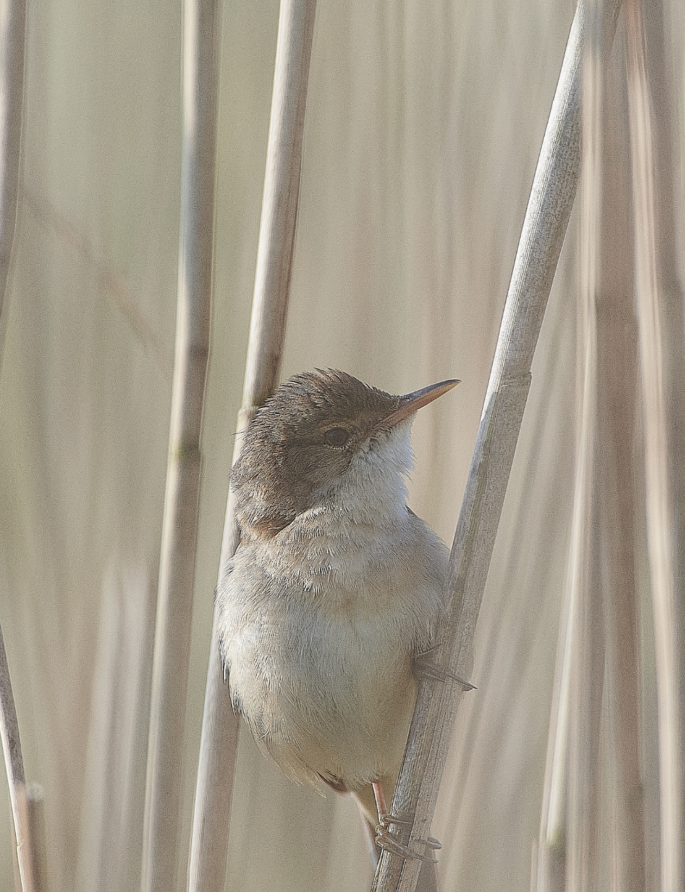 AlderfenBroadReedWarbler010621-1