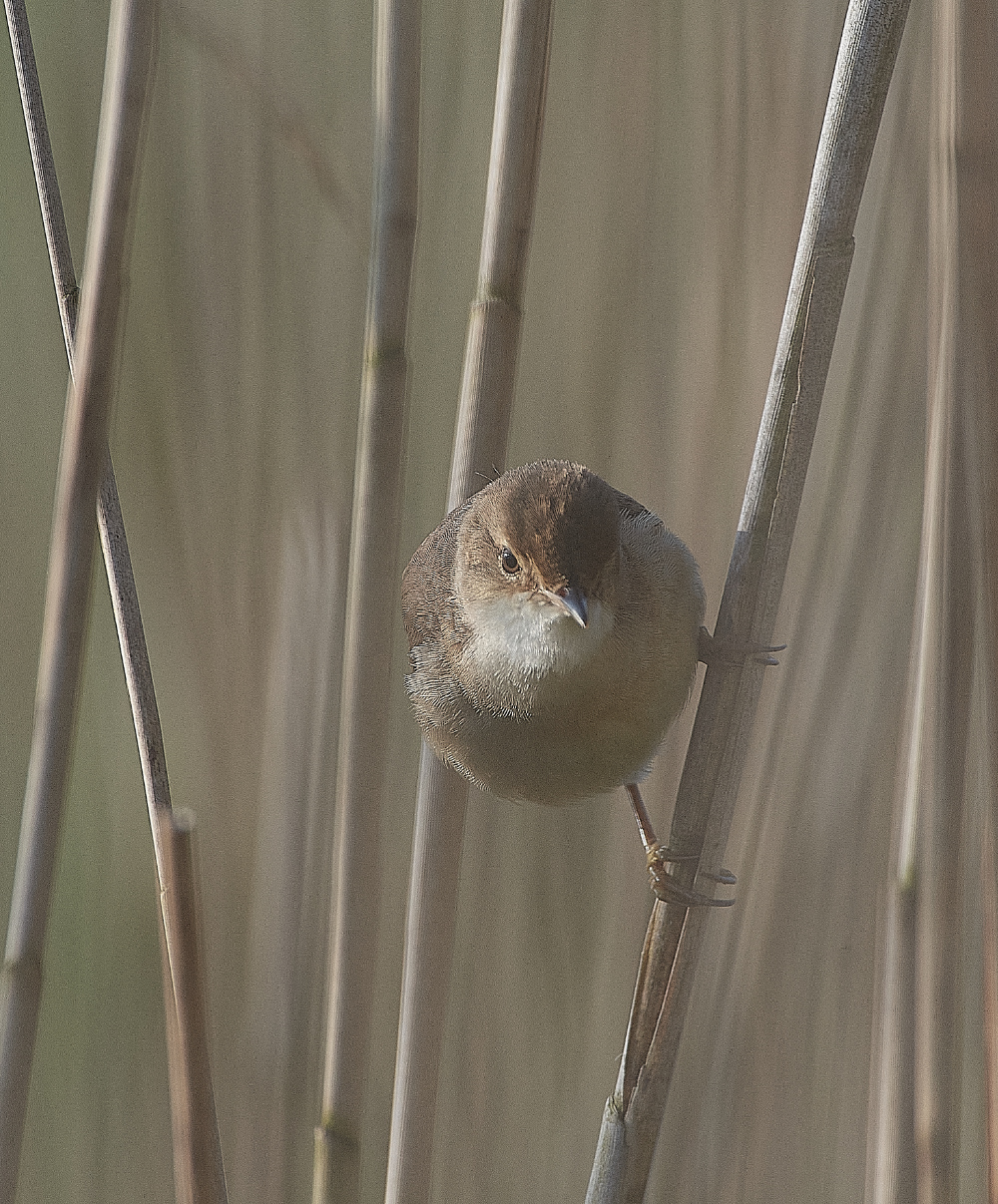 AlderfenBroadReedWarbler010621-2