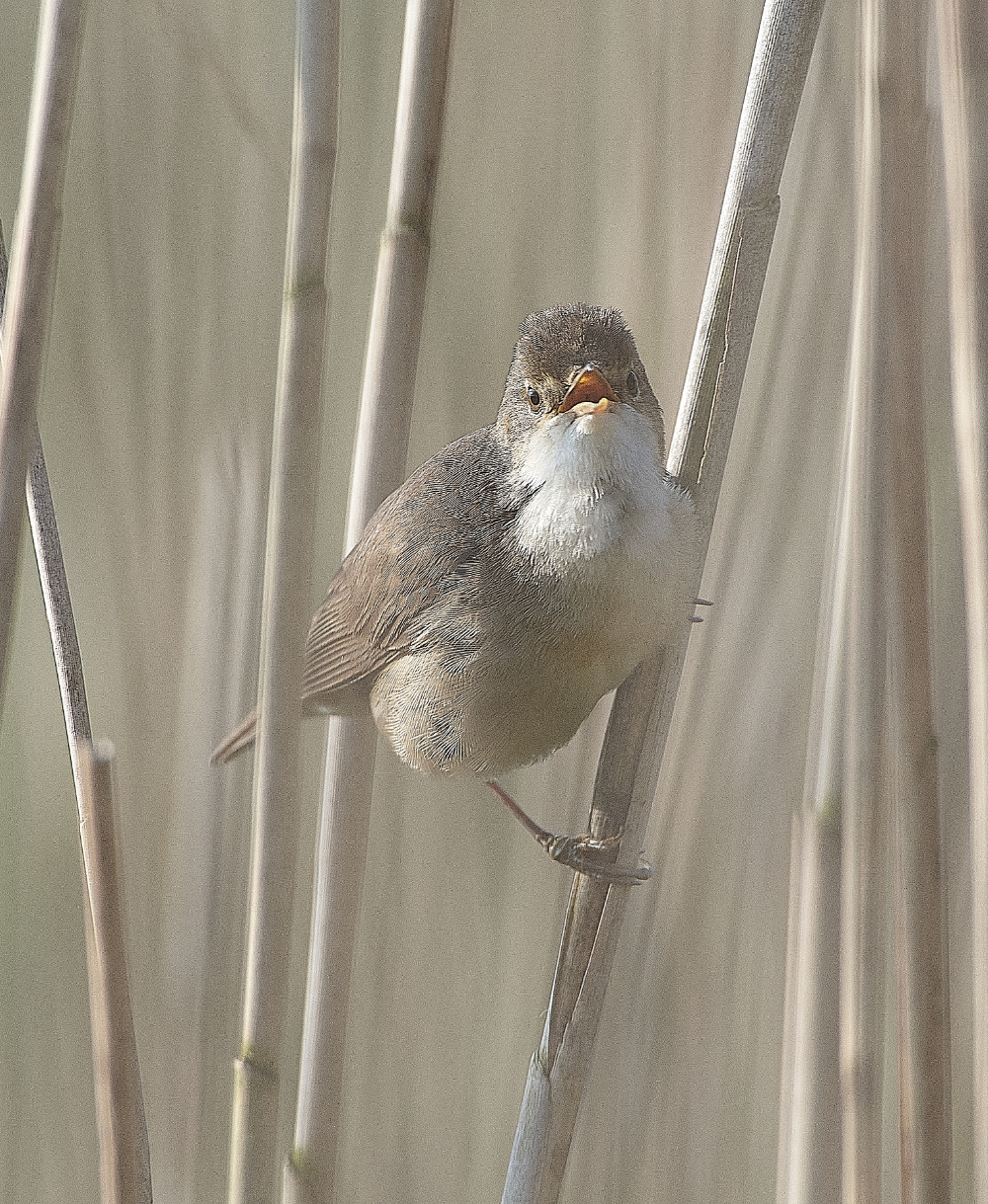 AlderfenBroadReedWarbler010621-3