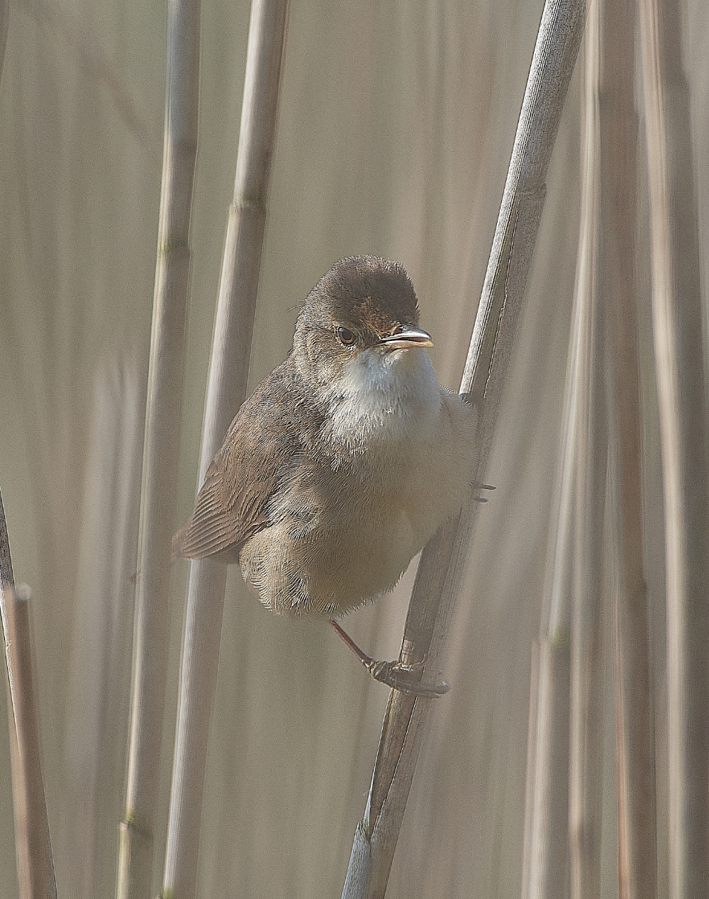 AlderfenBroadReedWarbler010621-4