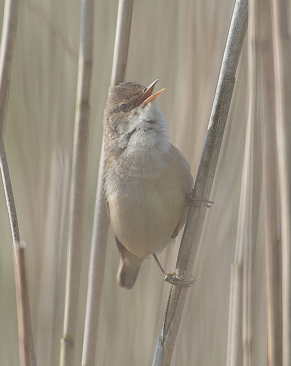 AlderfenBroadReedWarbler010621-5