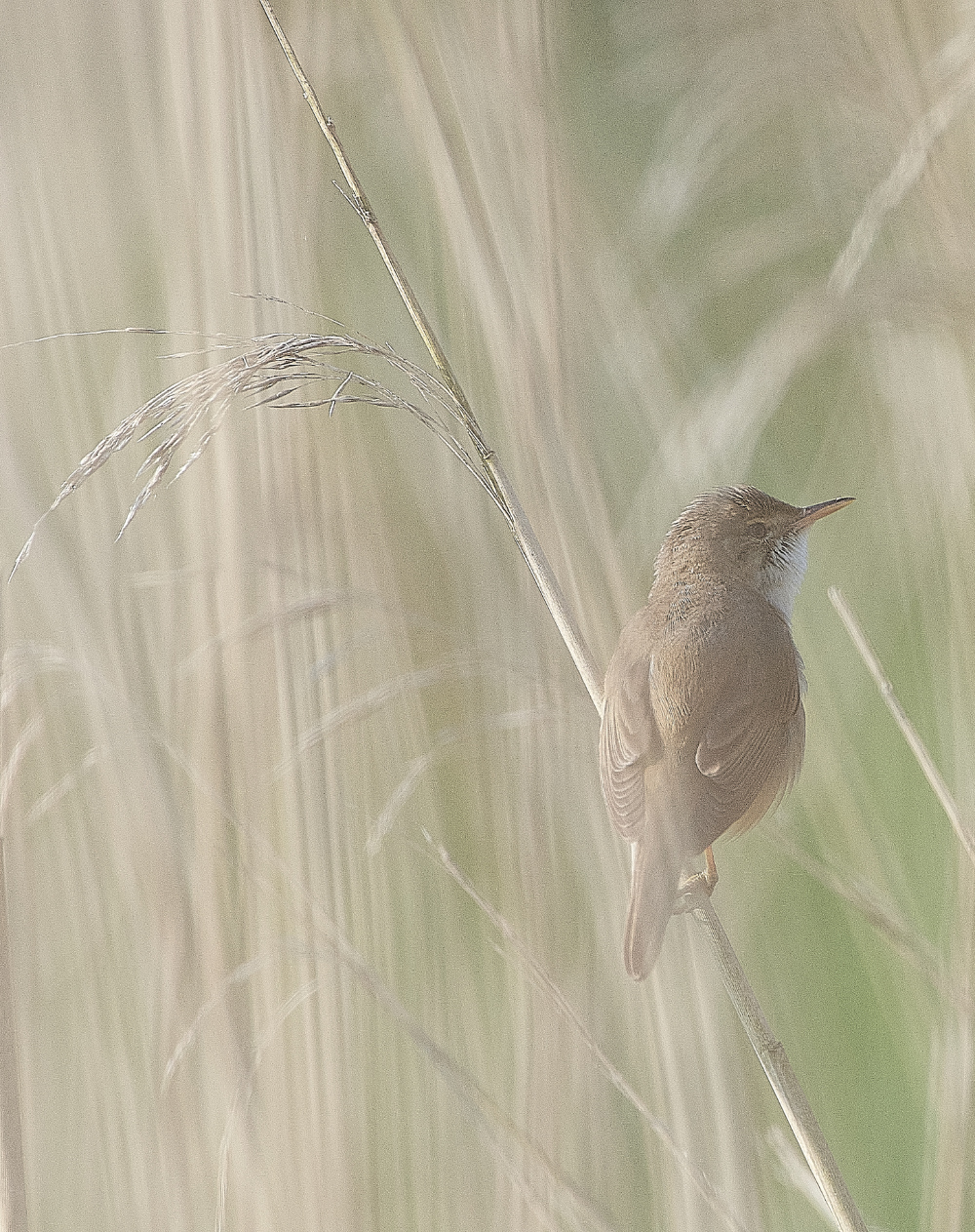 AlderfenBroadReedWarbler010621-6