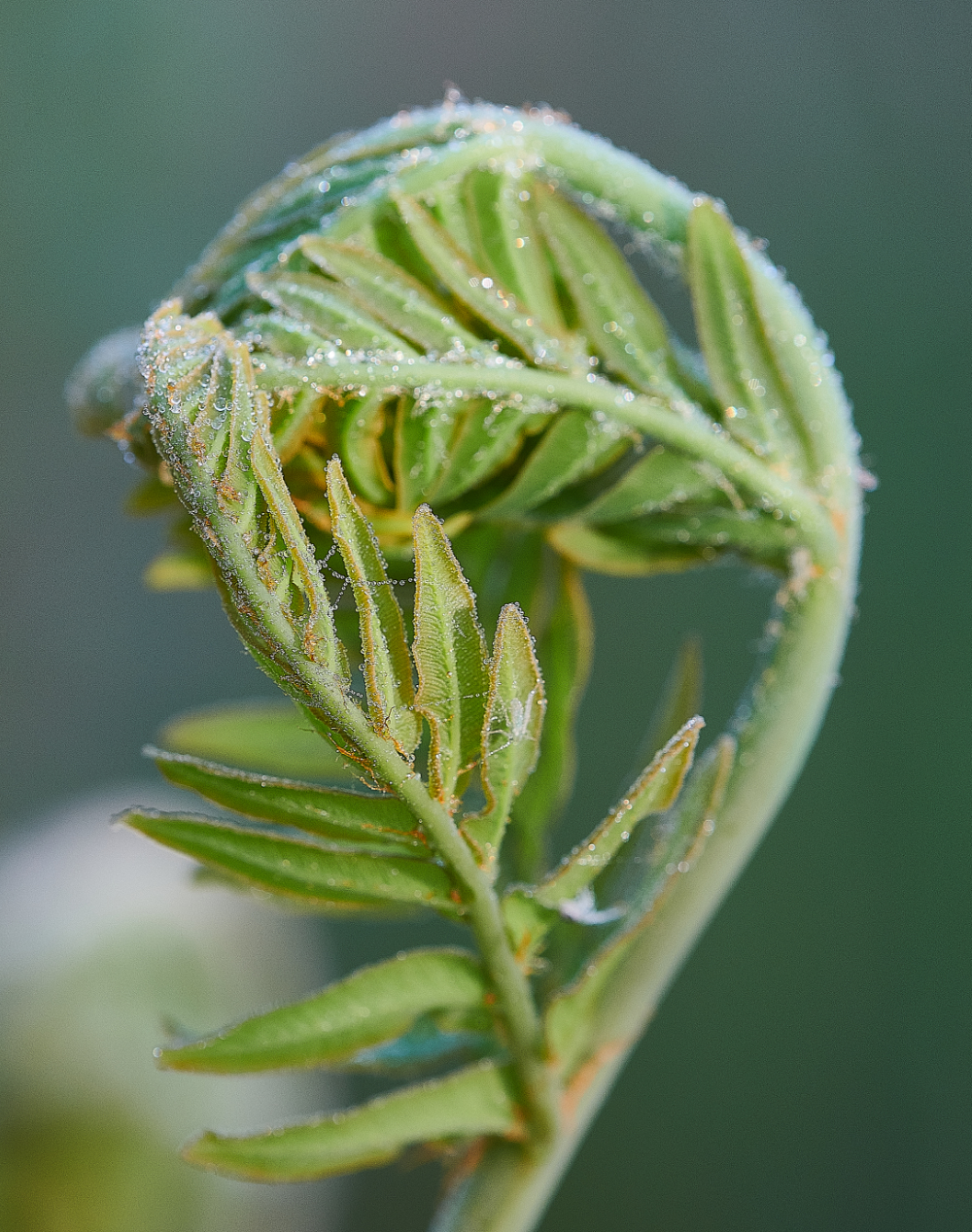 AlderfenBroadRoyalFern010621-1