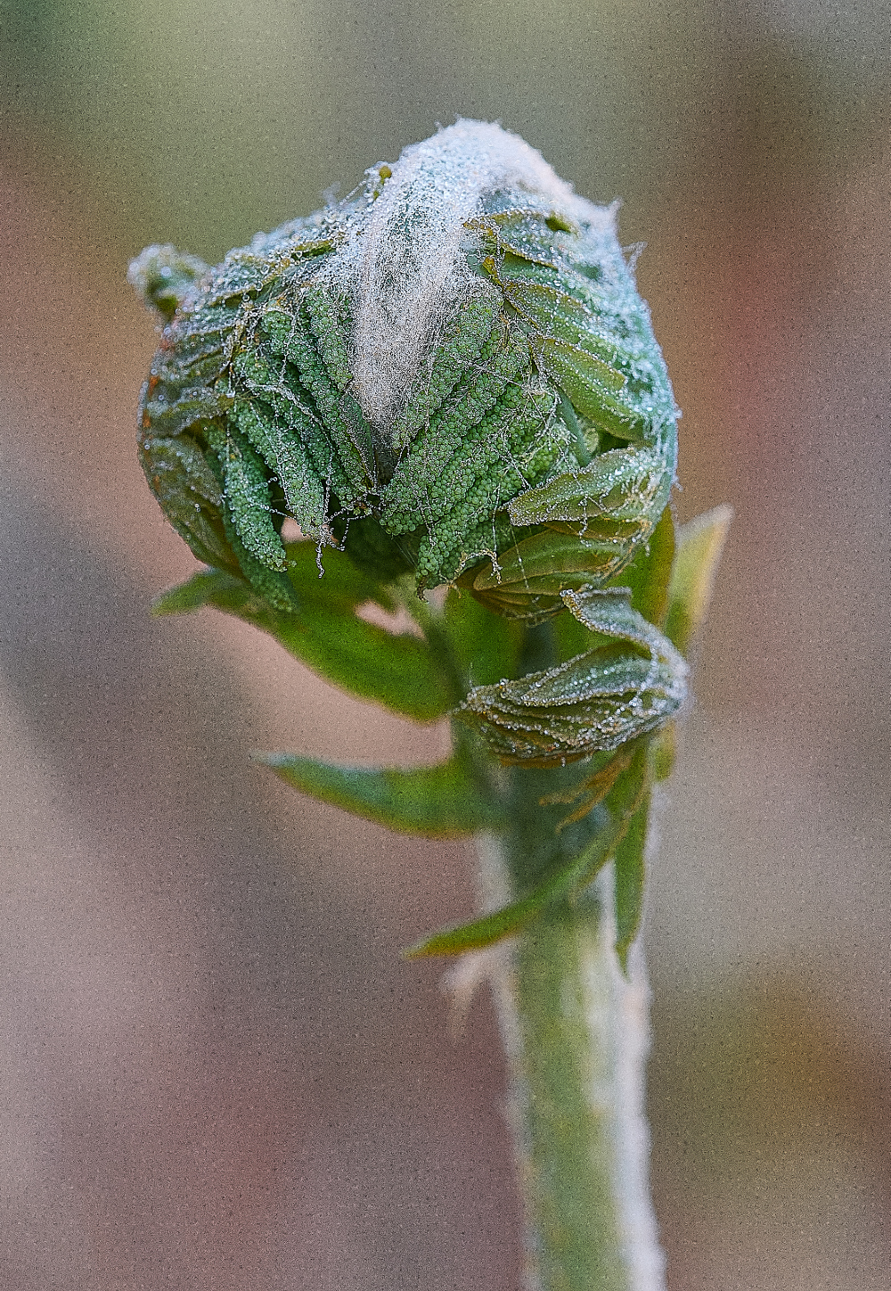 AlderfenBroadRoyalFern010621-2