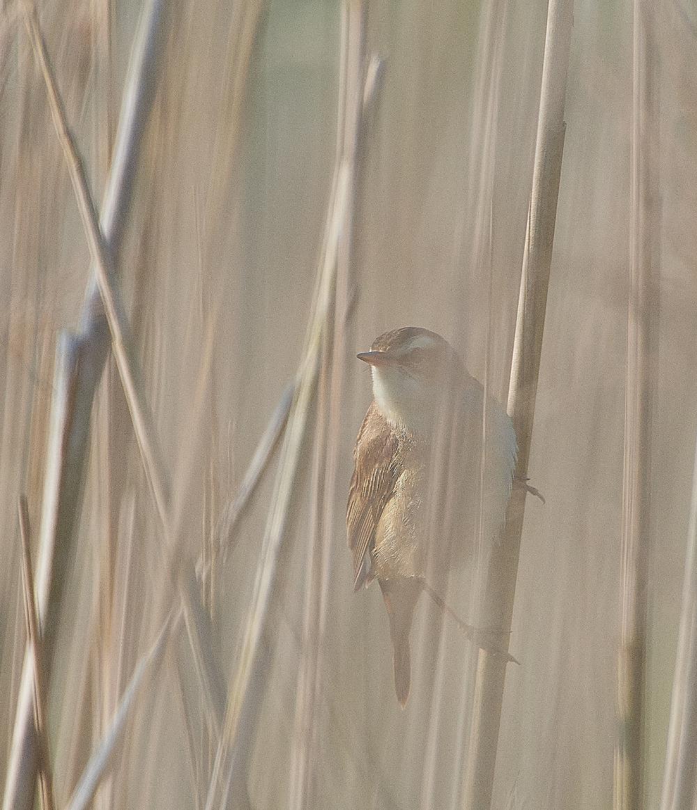 AlderfenBroadSedgeWarbler010621-1