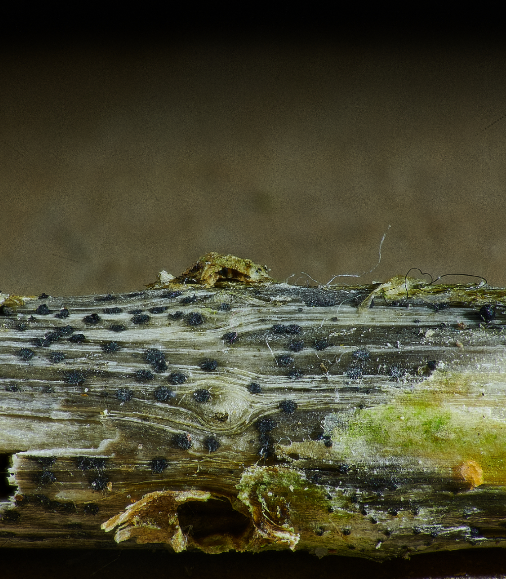 AshwellthorpeWoodBlackNettle150521-1