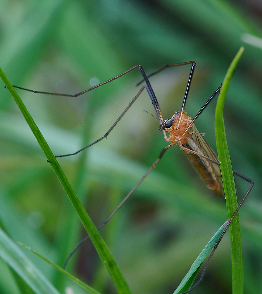 AshwellthorpeWoodCraneFly150521-1