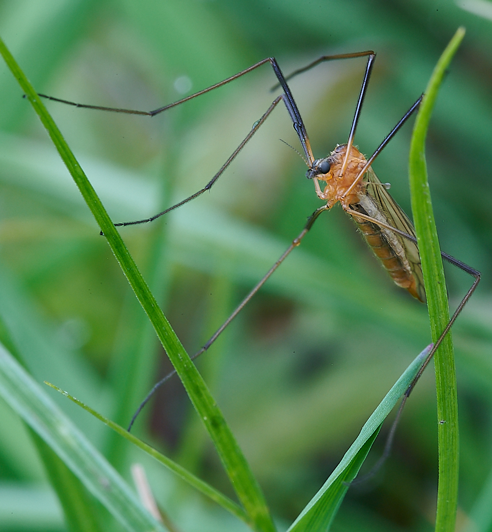 AshwellthorpeWoodCraneFly150521-2