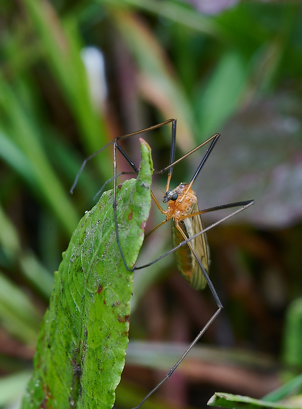 AshwellthorpeWoodCraneFly150521-3