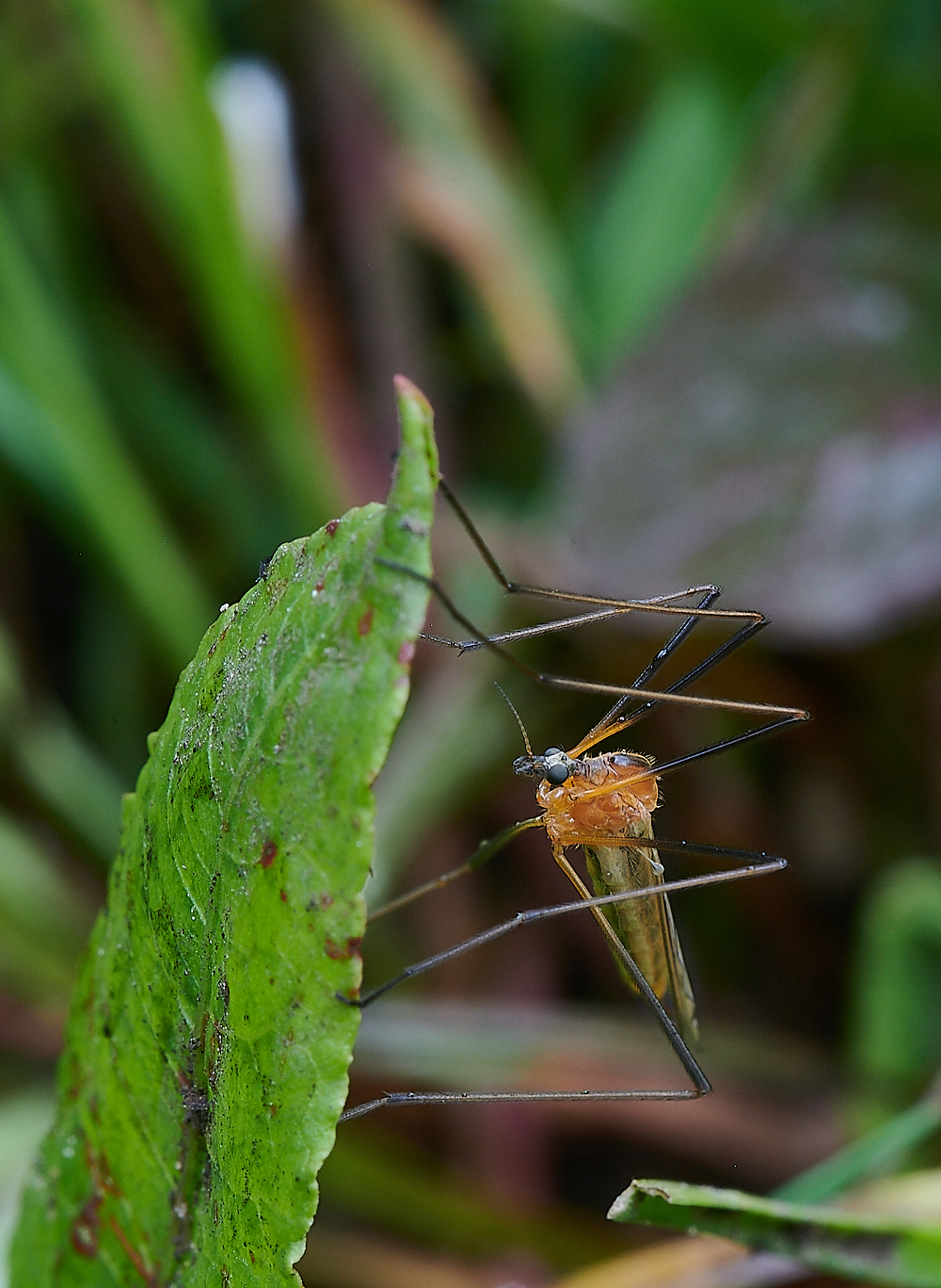 AshwellthorpeWoodCraneFly150521-4