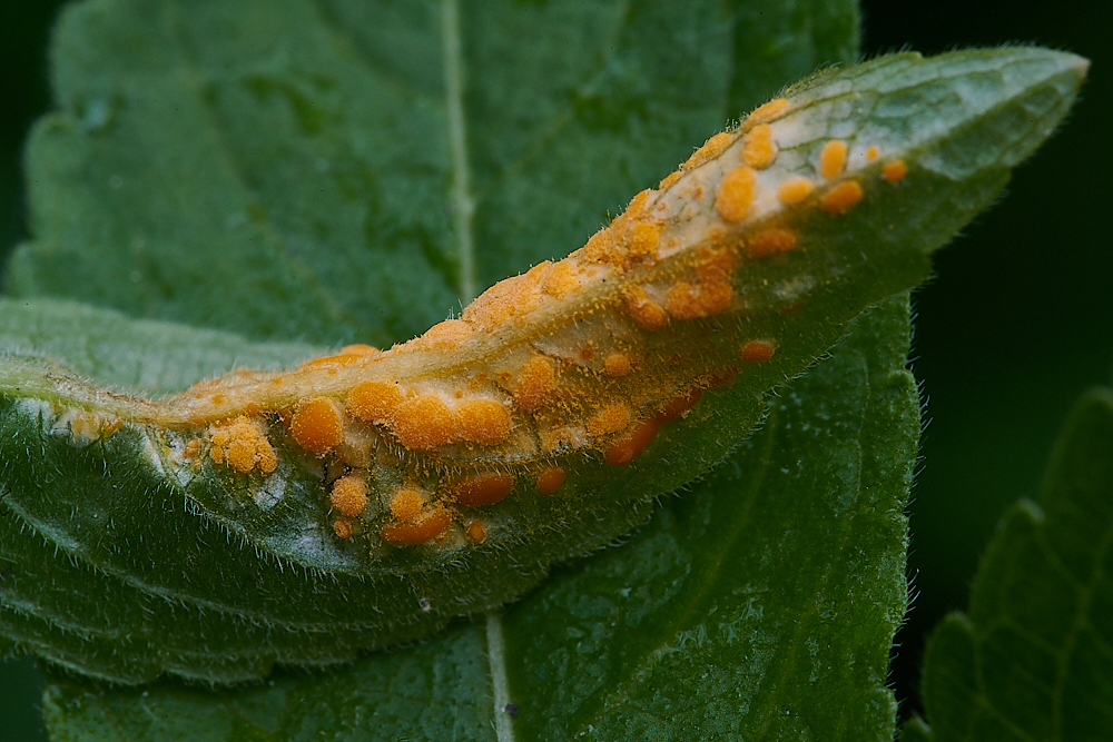 AshwellThorpeWoodDogsMercuryRust150521-1