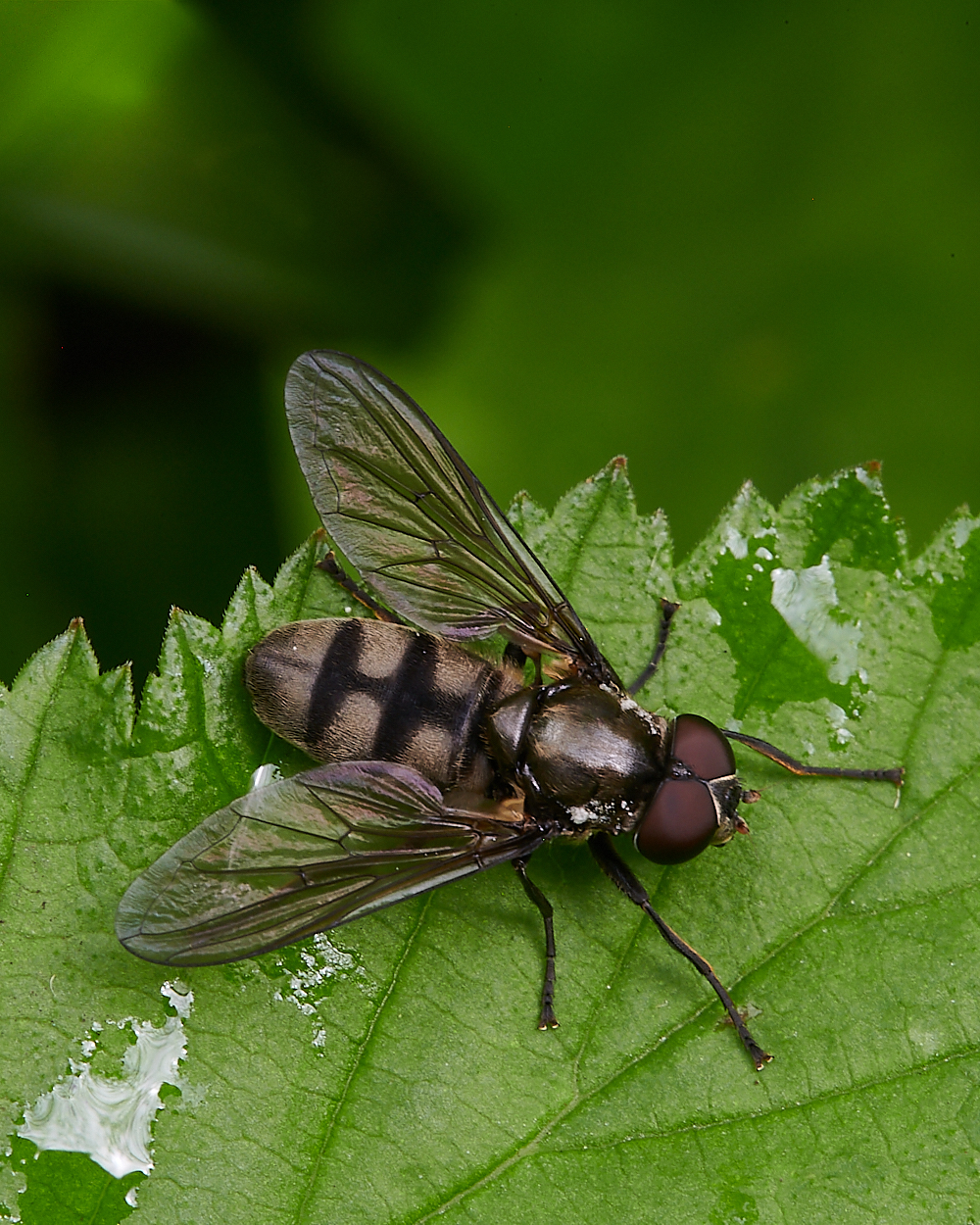 AshwellThorpeWoodHover150521-1