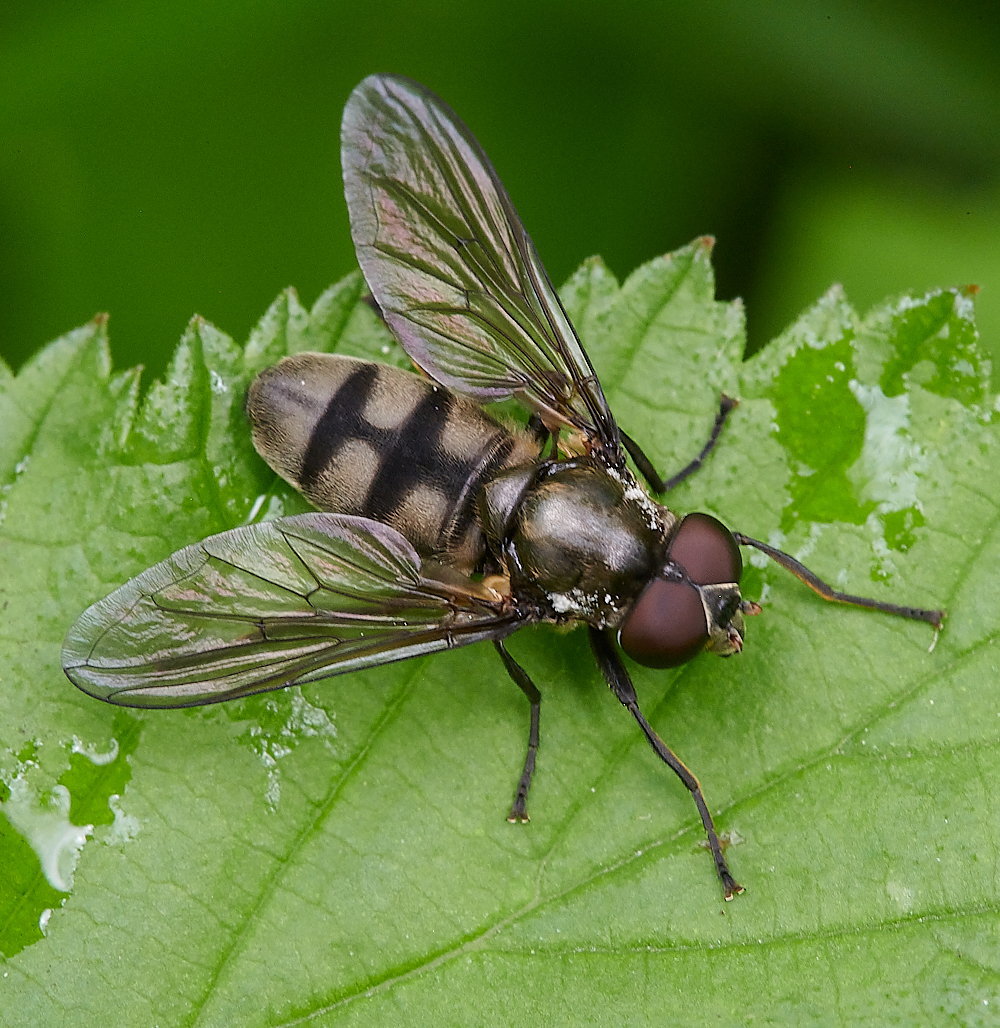 AshwellThorpeWoodHover150521-2