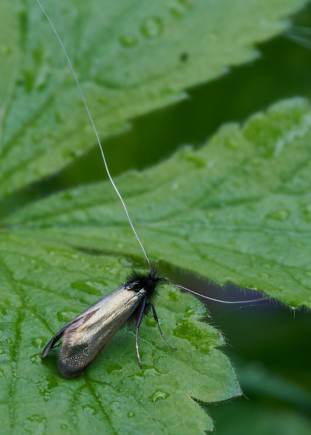 AshwellThorpeWoodMoth150521-1