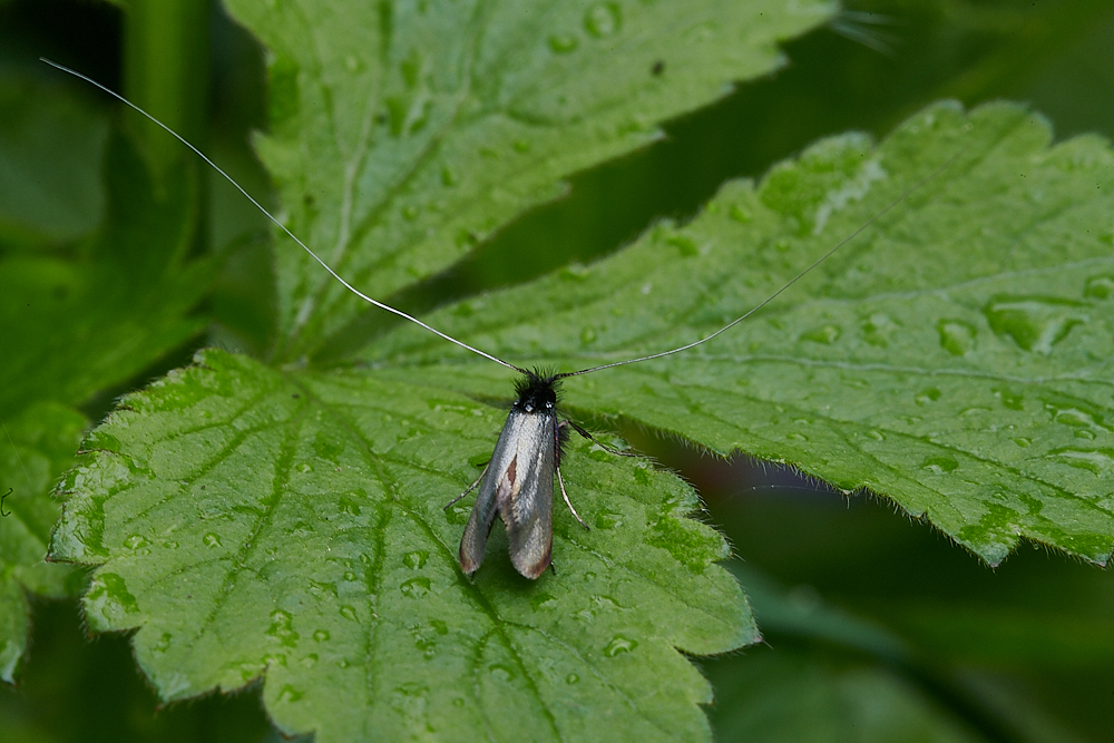 AshwellThorpeWoodMoth150521-2