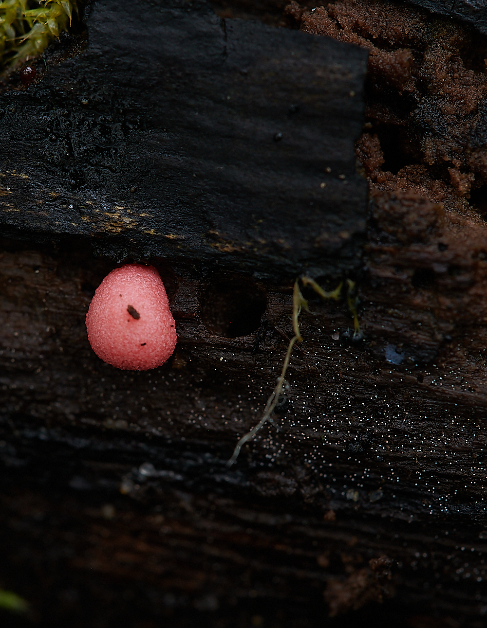 AshwellthorpeWoodRedFungi150521-1