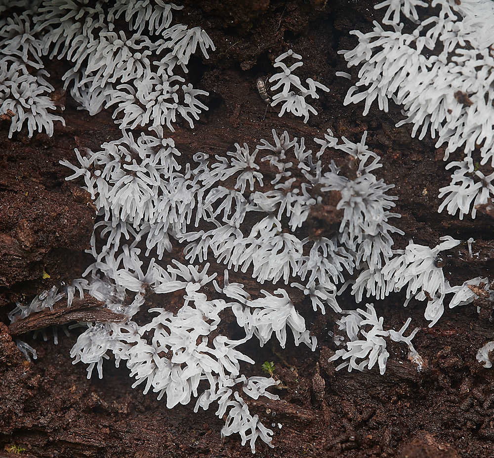 AshwellthorpeWoodSlimemold2150521-1