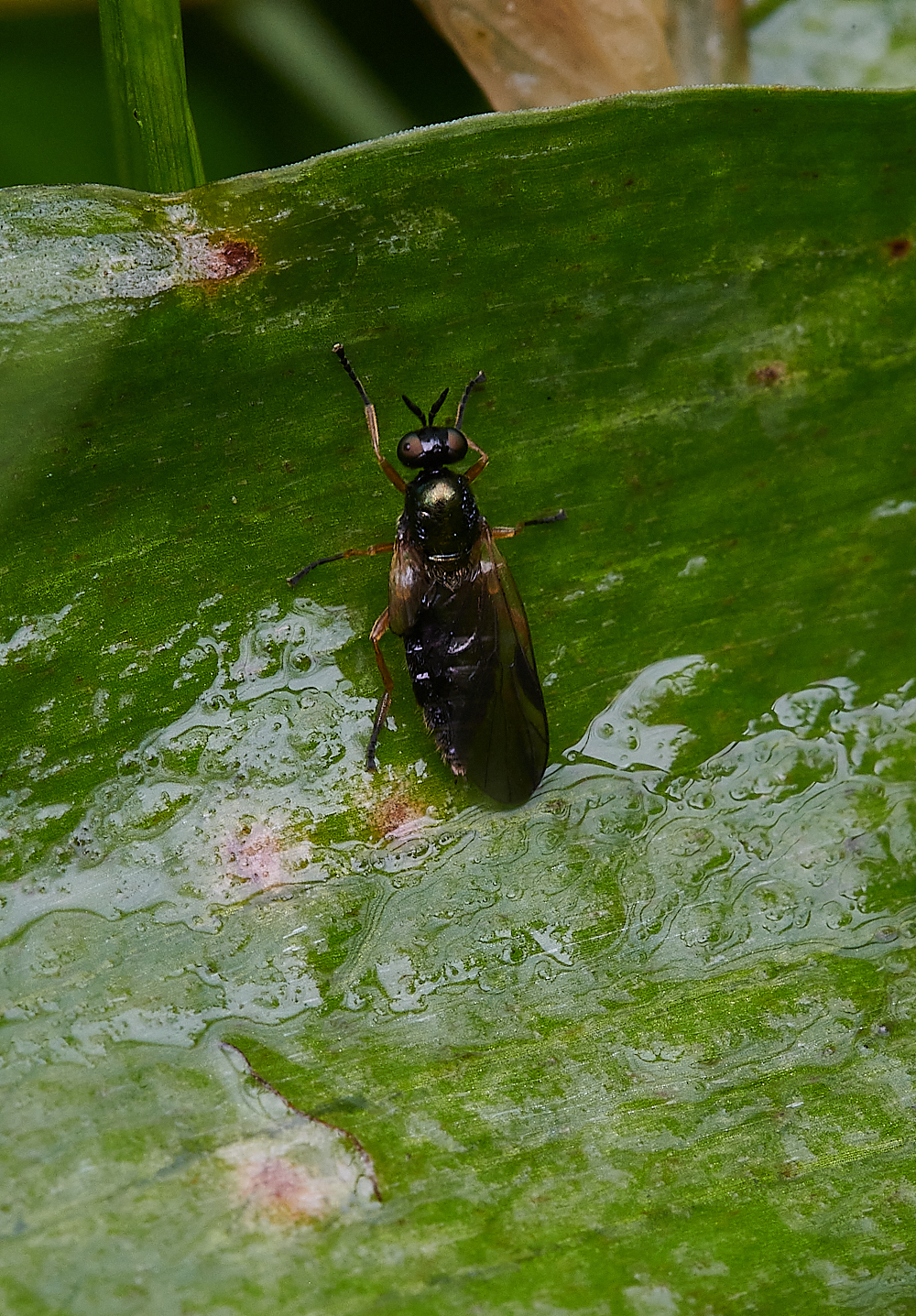 AshwellthorpeWoodSoldierFly150521-1