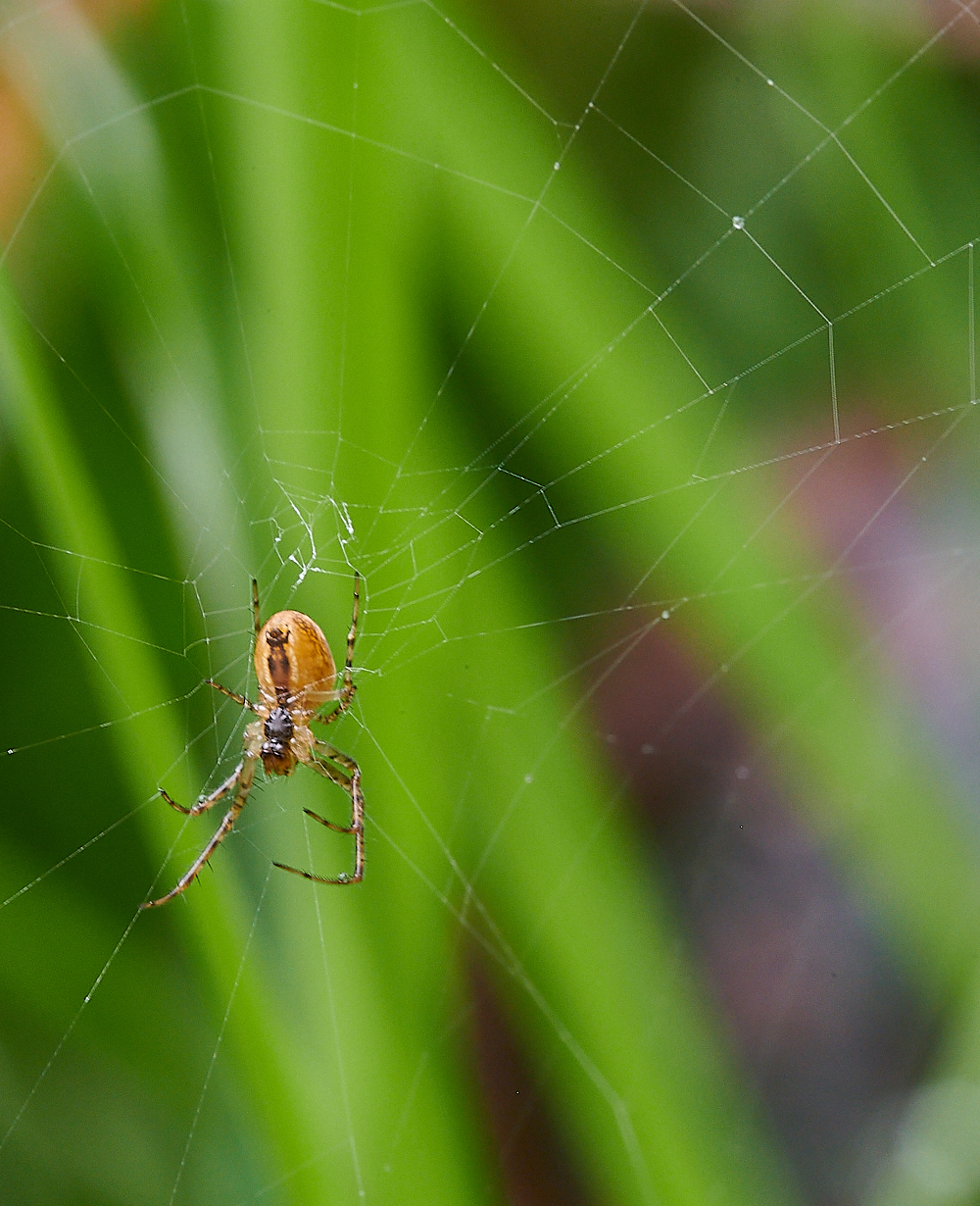 AshwellthorpeWoodSpider150521-1