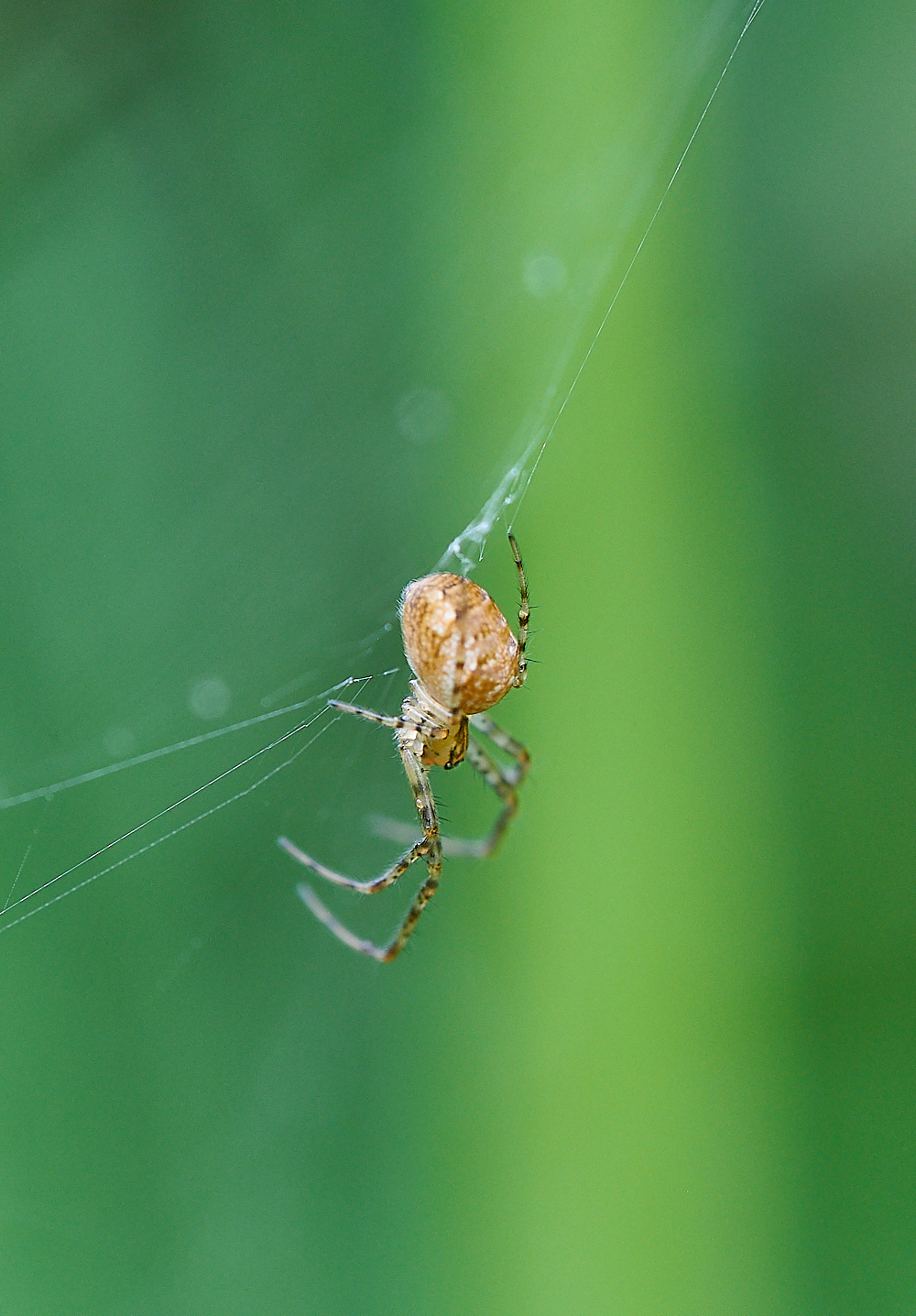 AshwellthorpeWoodSpider150521-2