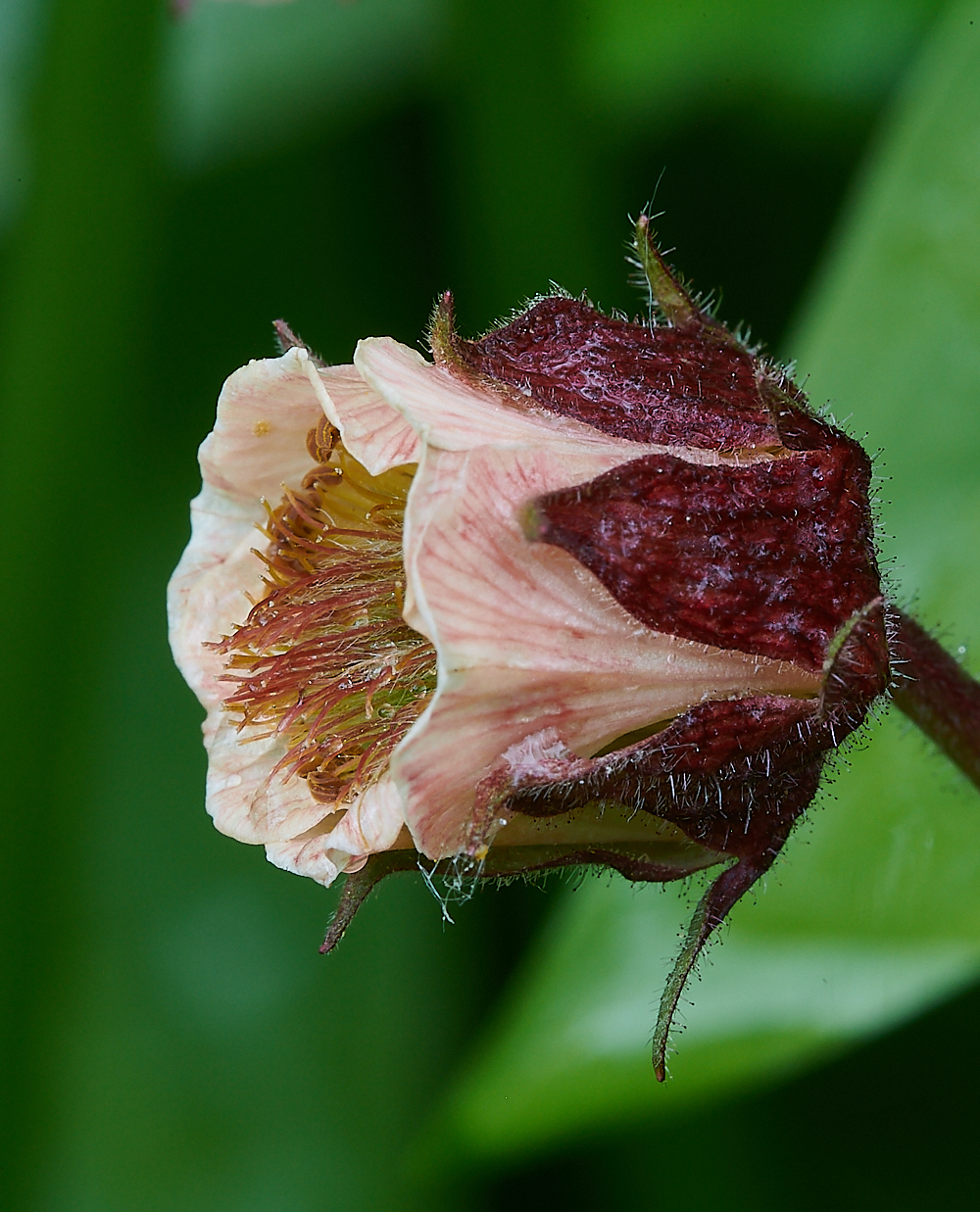 AshwellThorpeWoodWaterAvens150521-1