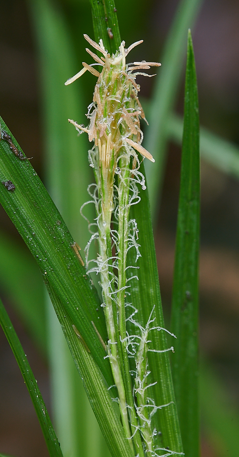 AshwellthorpeWoodWoodSedge150521-1