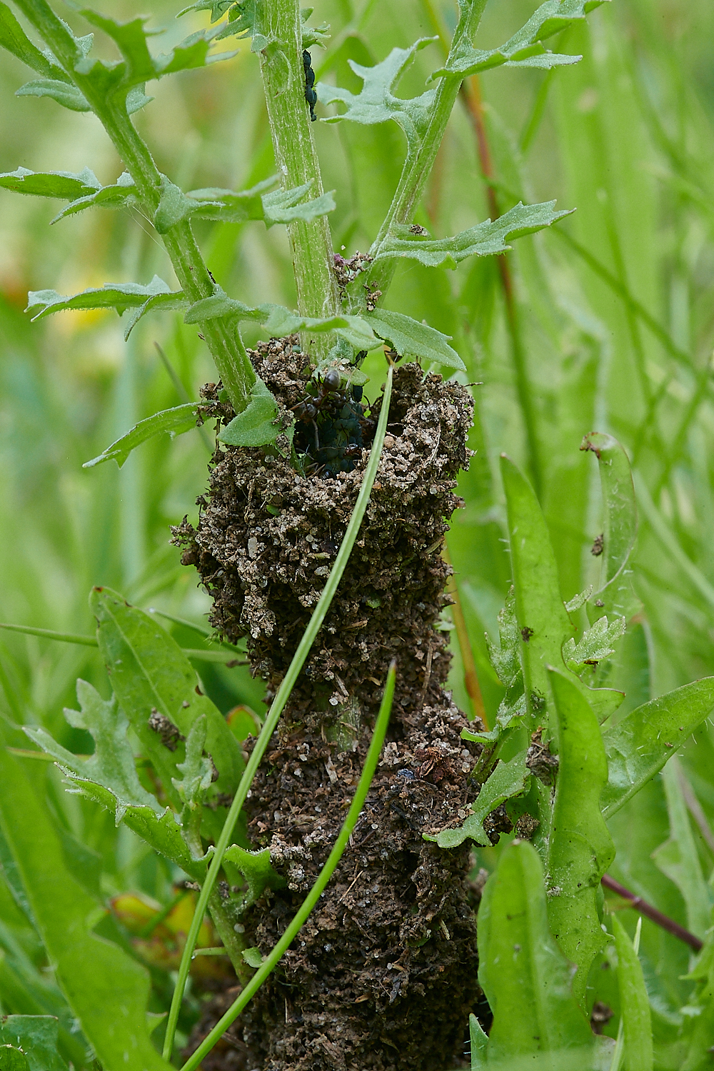 Austin&#39;sWoodAnt&#39;sNest270621-1