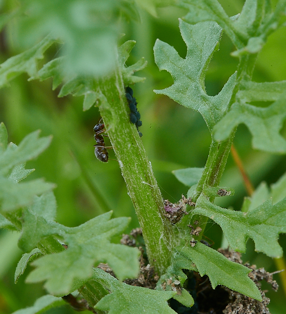 Austin&#39;sWoodAnt&#39;sNest270621-3