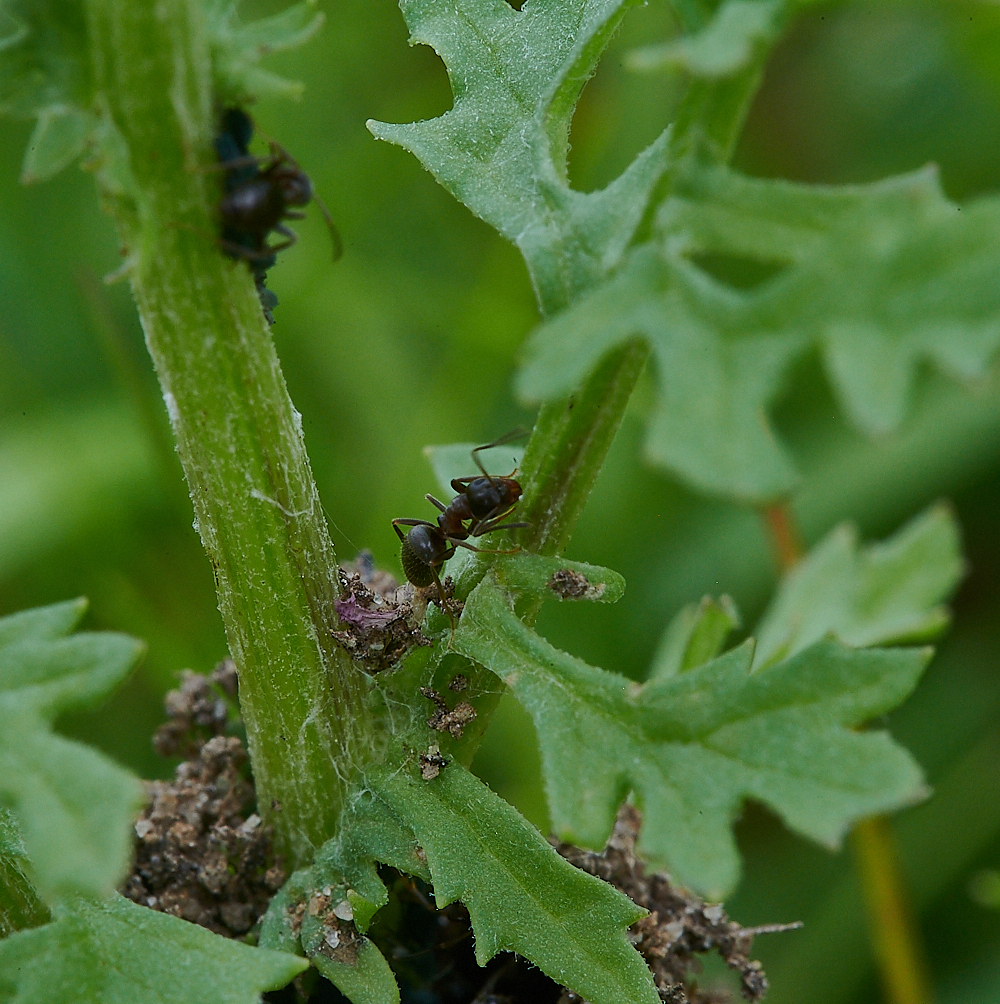 Austin&#39;sWoodAnt&#39;sNest270621-4