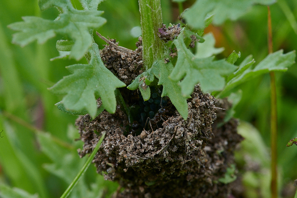 Austin&#39;sWoodAnt&#39;sNest270621-5