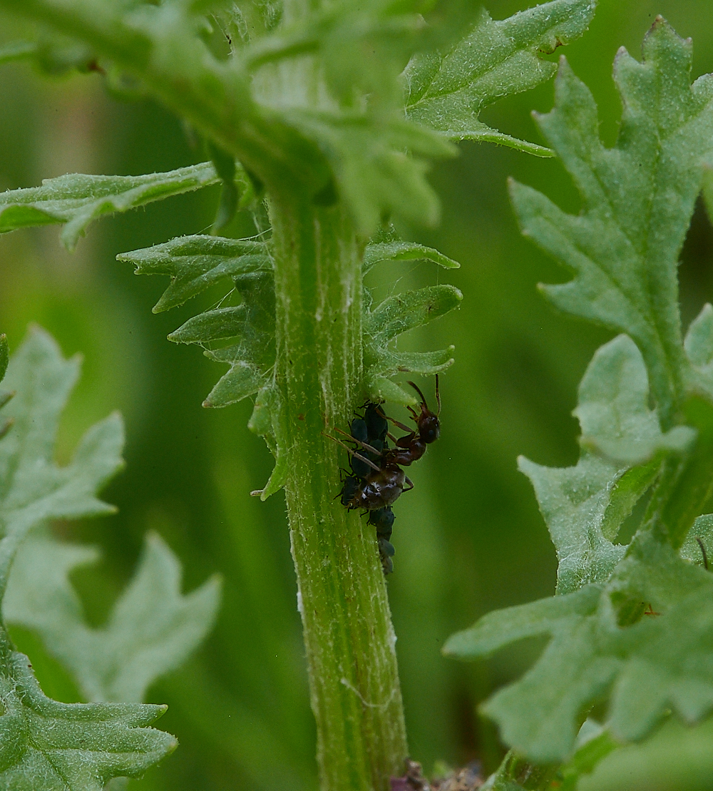 Austin&#39;sWoodAnt&#39;sNest270621-6