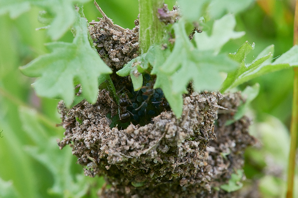 Austin&#39;sWoodAnt&#39;sNest270621-7