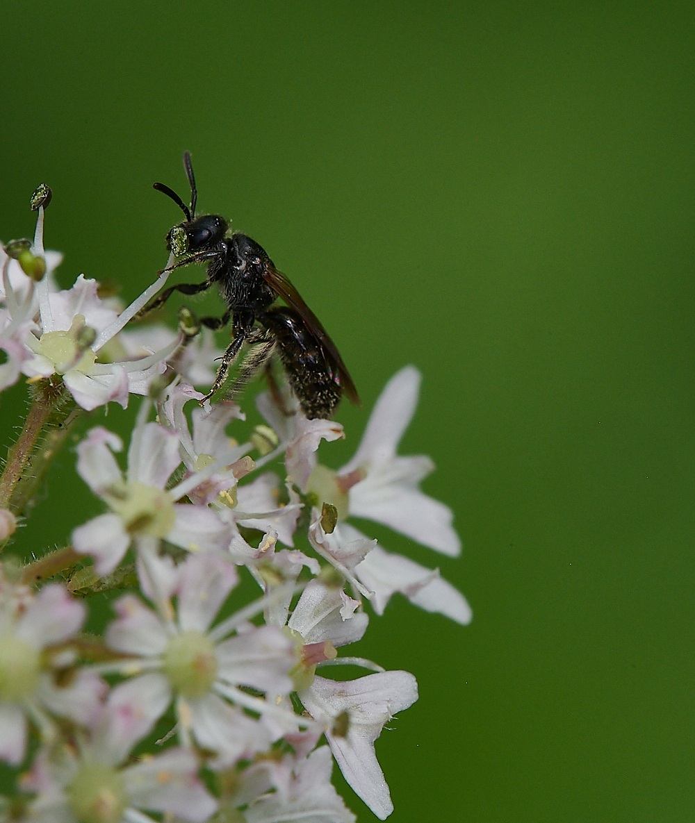 Austin&#39;sWoodBee?270621-1